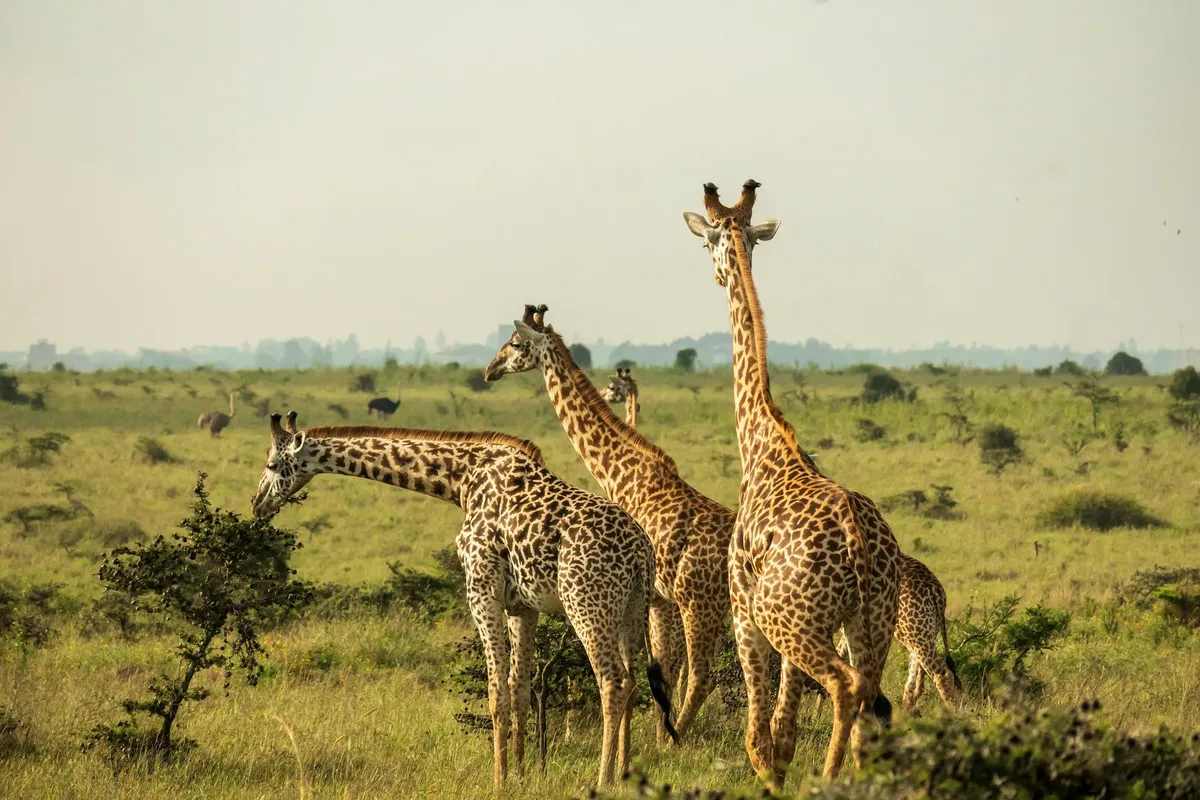 7 Adventurous Things to Do in Kenya