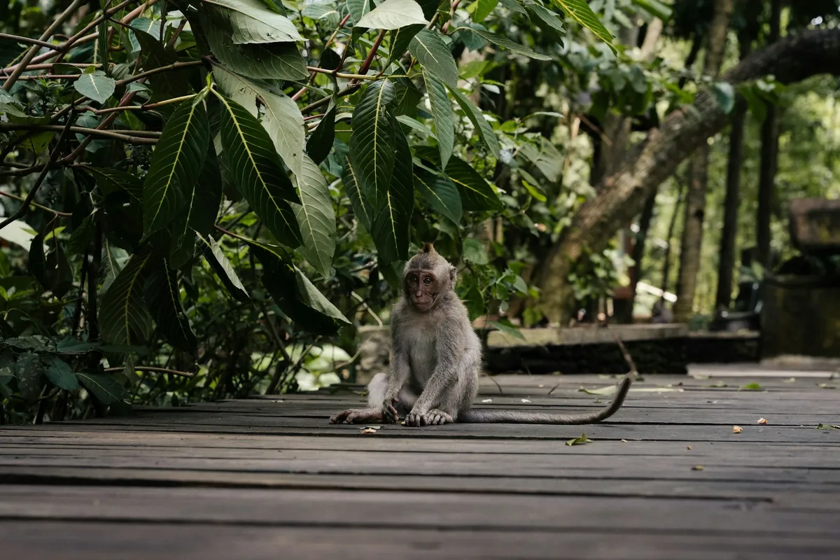 Best Things to Do in Bali