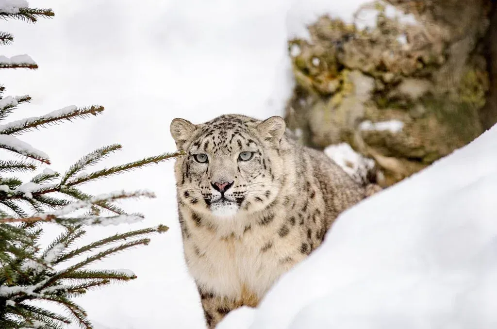 Snow Leopard Trek, Ladakh