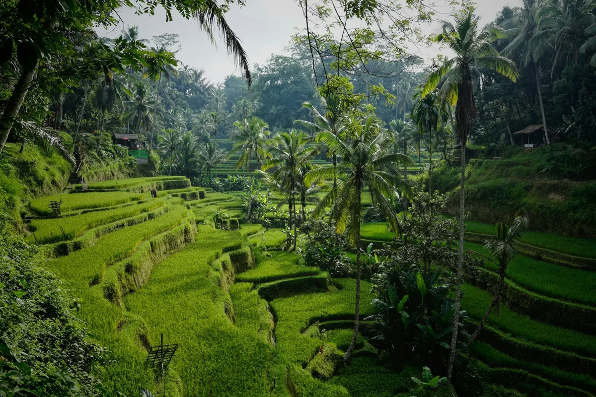 Best Things to Do in Bali