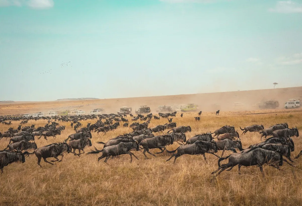 Masai Mara Safari Guide: How to Plan Your Kenya Safari