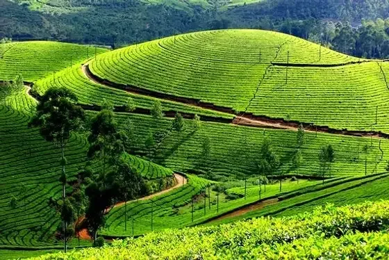 7. Munnar, Kerala