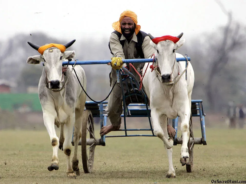 Kila Raipur Sports Festival, Punjab