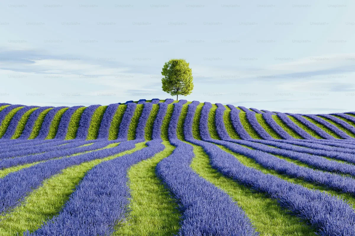 7. Immerse Yourself In London’s Lavender Fields