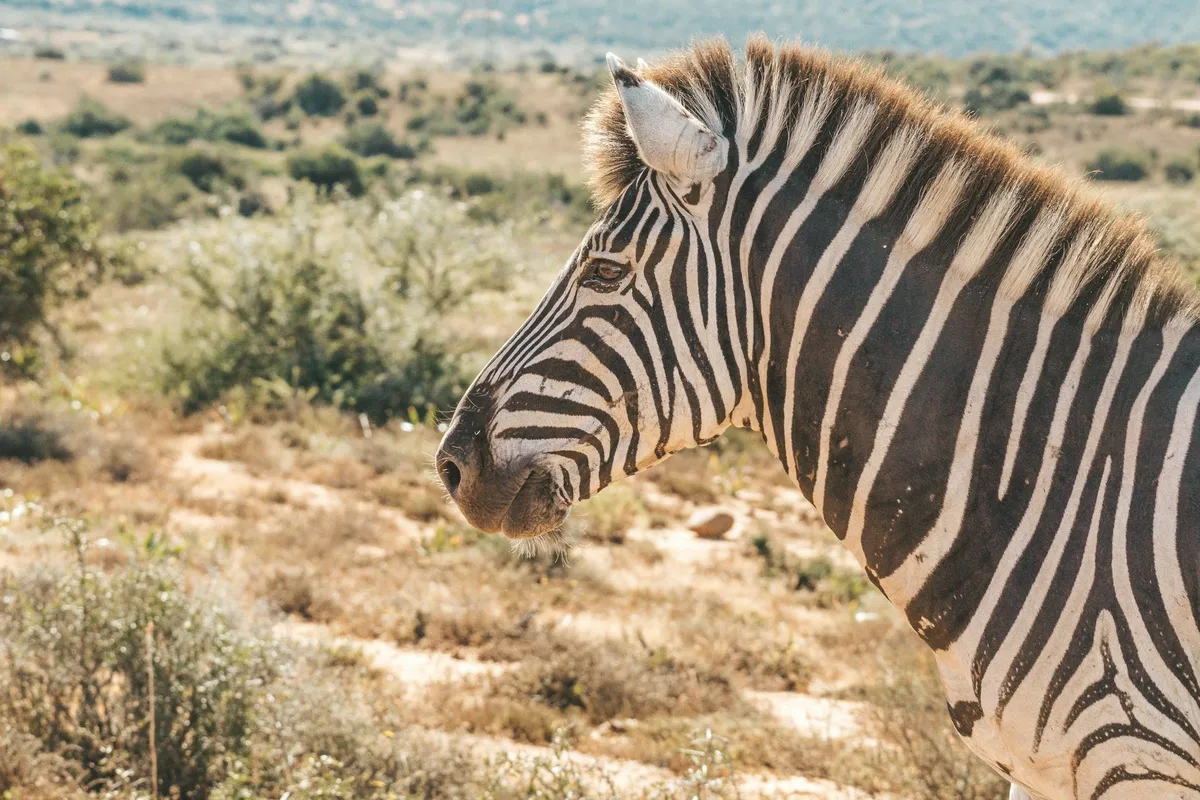 Self-Drive Safaris in Africa: Is It Safe and How to Plan
