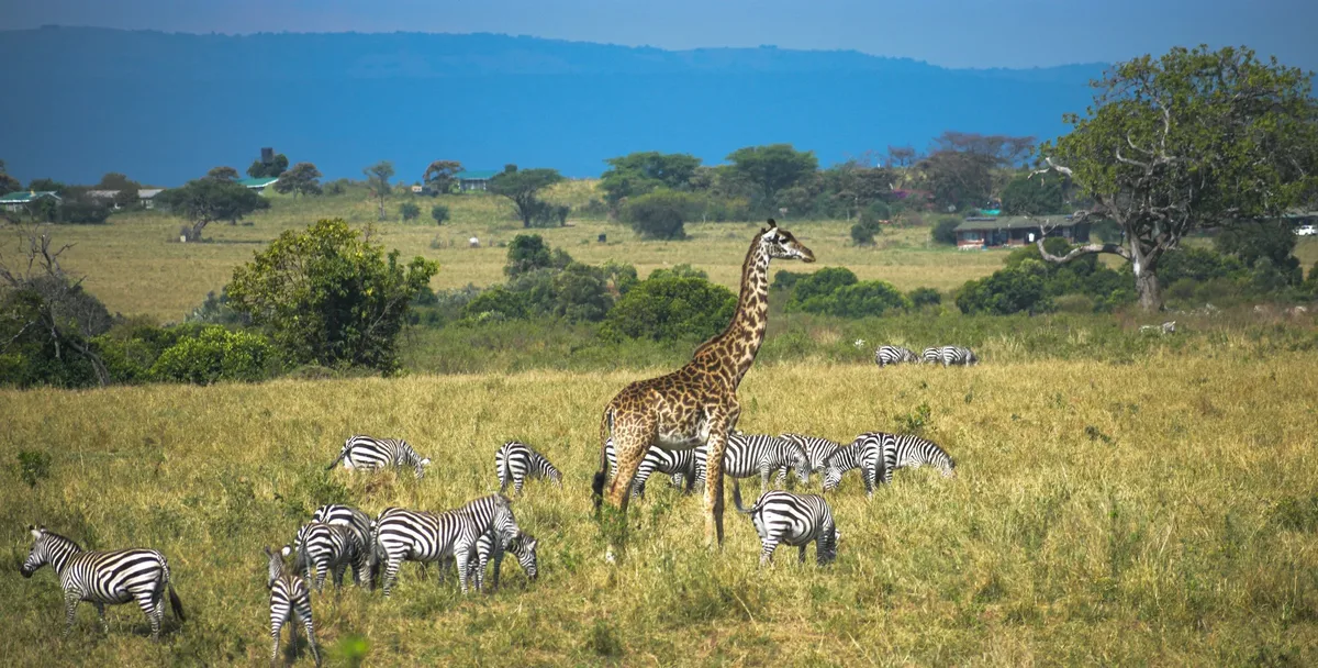 2. Masai Mara National Reserve, Kenya