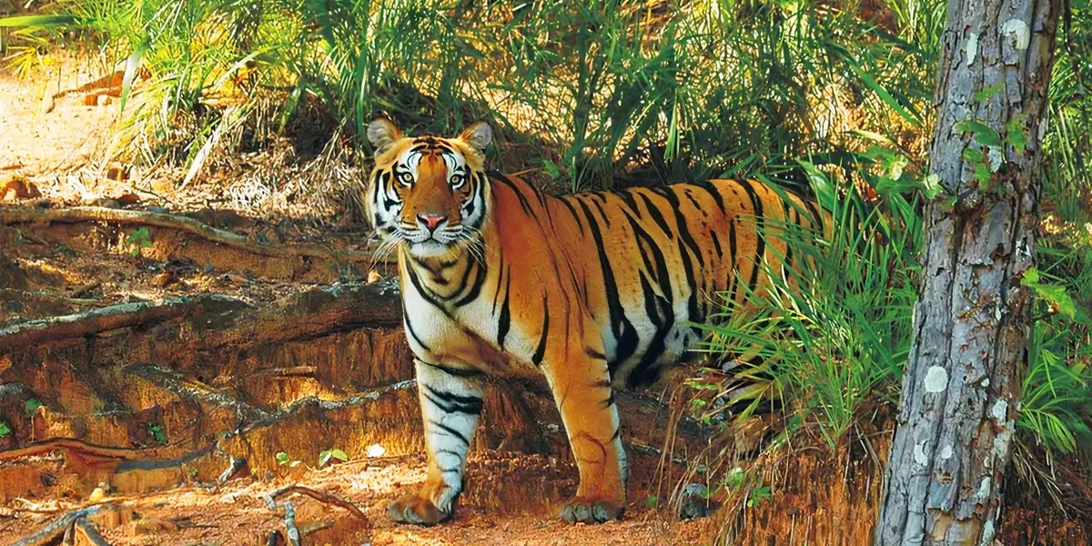 1. Satkosia Tiger Reserve – Not Just For Tiger