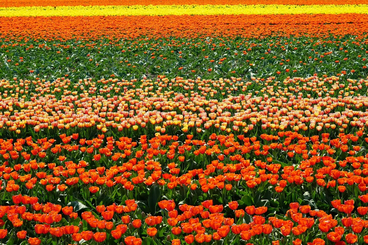 Where to See Tulips in India: Srinagar's Tulip Garden