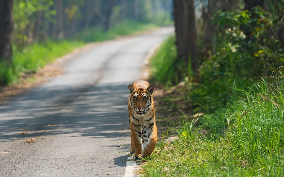 Jim Corbett National Park