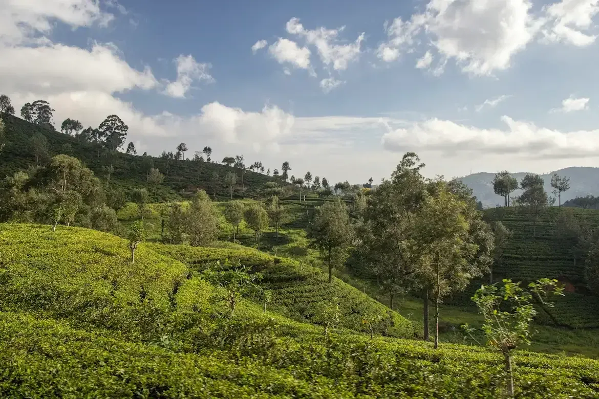 Sri Lanka from India: When to Go, Where to Go and a 7-Day Route