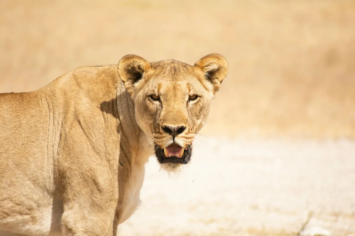 The Best Safari Experiences in the World