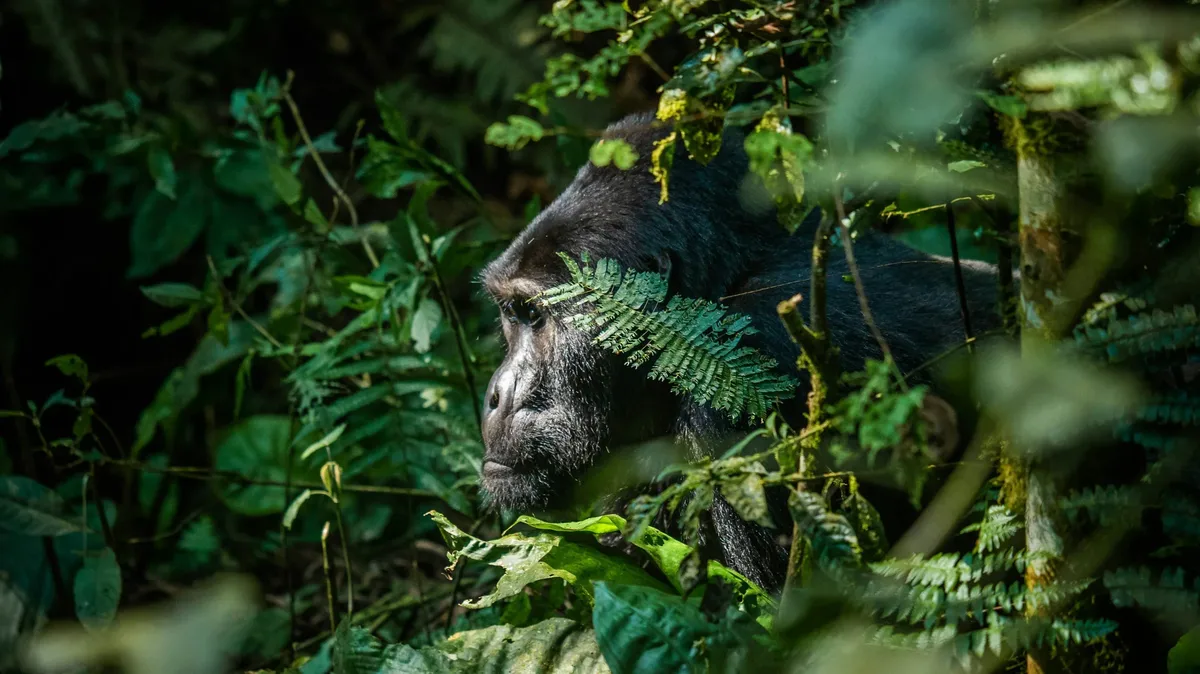 1. Gorilla Trekking In Uganda