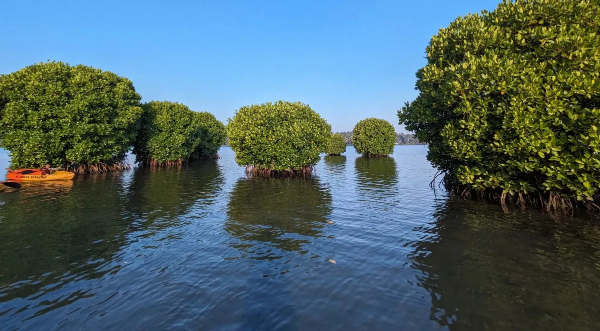 4. Kavvayi Backwaters