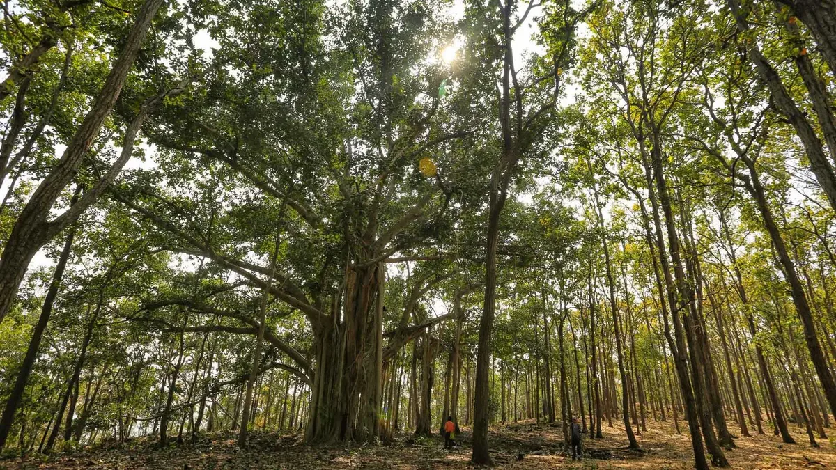Chhattisgarh Jungle Trek