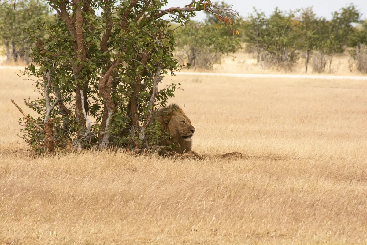 5. Etosha National Park, Namibia