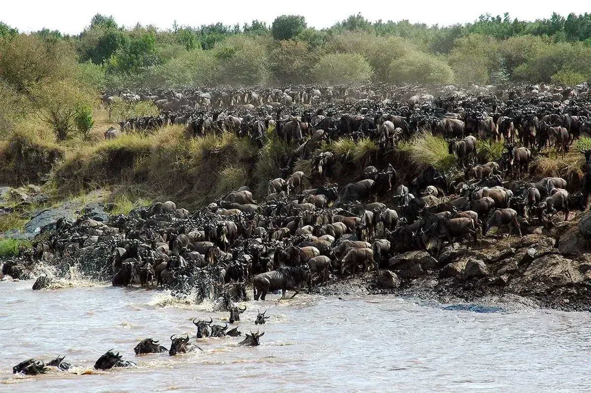 Kenya: The Great Migration