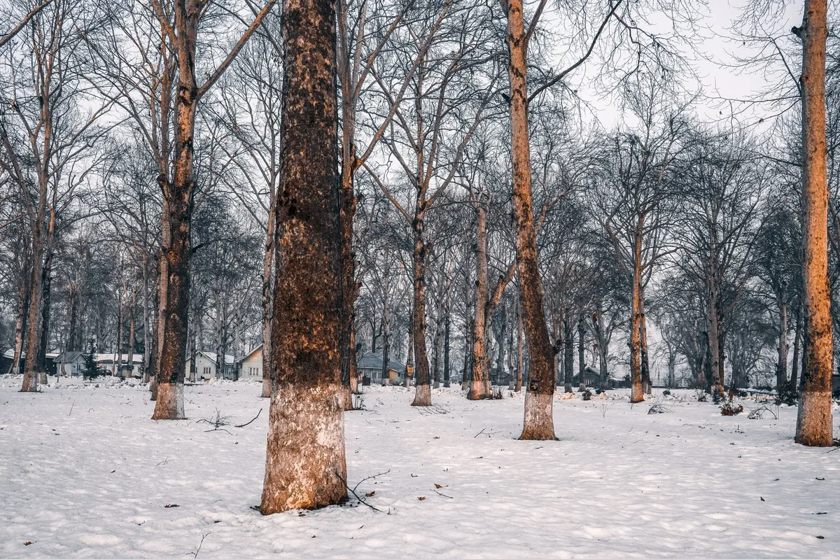 A snowy forest with a few trees and a house in the background.