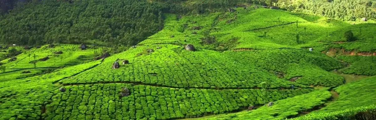 Kerala: Munnar, Wayanad and the Backwaters
