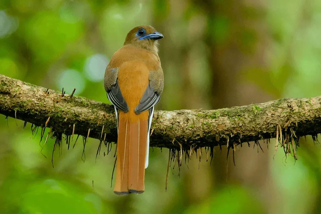 2. Thattekad Bird Sanctuary