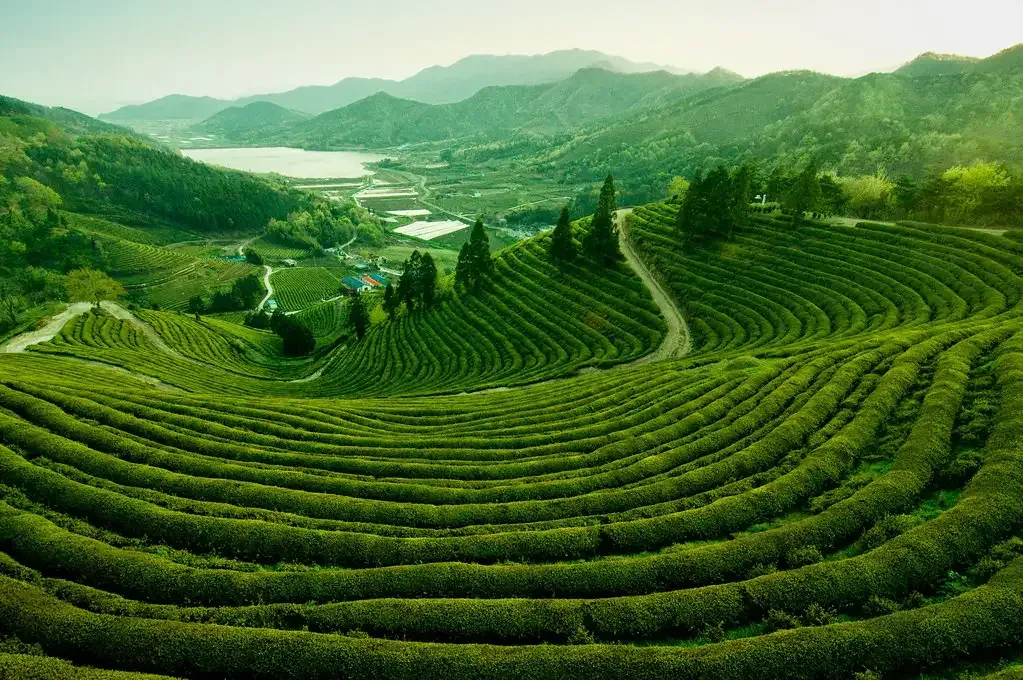 Rows of green tea bushes on the hills of Boseong
