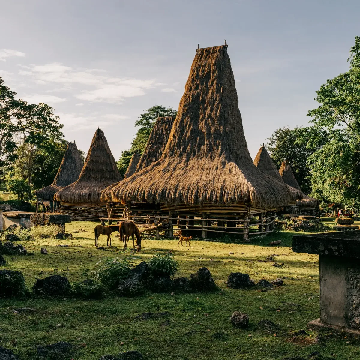 Tall thatched clan houses in a traditional village on Sumba