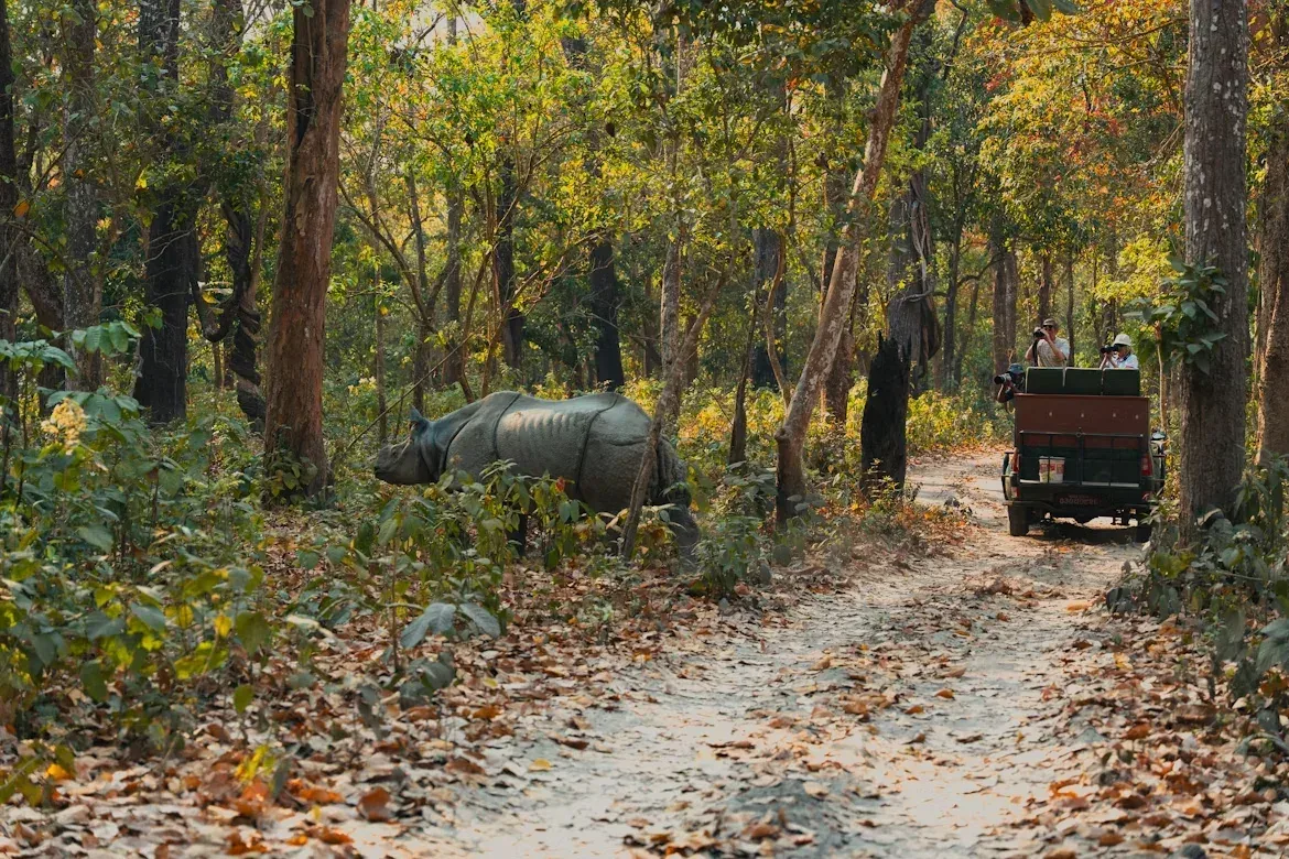 A one-horned rhino beside a jeep track through the forest in Chitwan