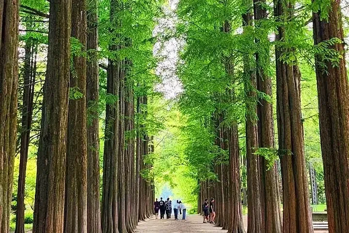 A path between tall metasequoia trees on Nami Island