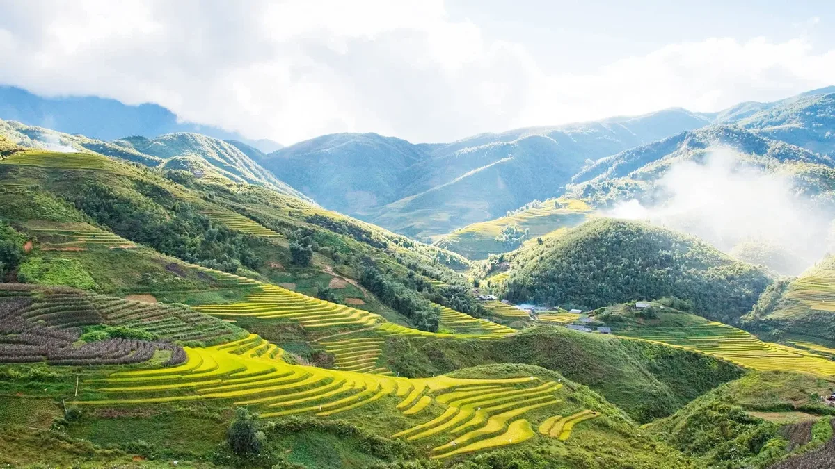 Rice terraces curving down a mountain valley near Sapa