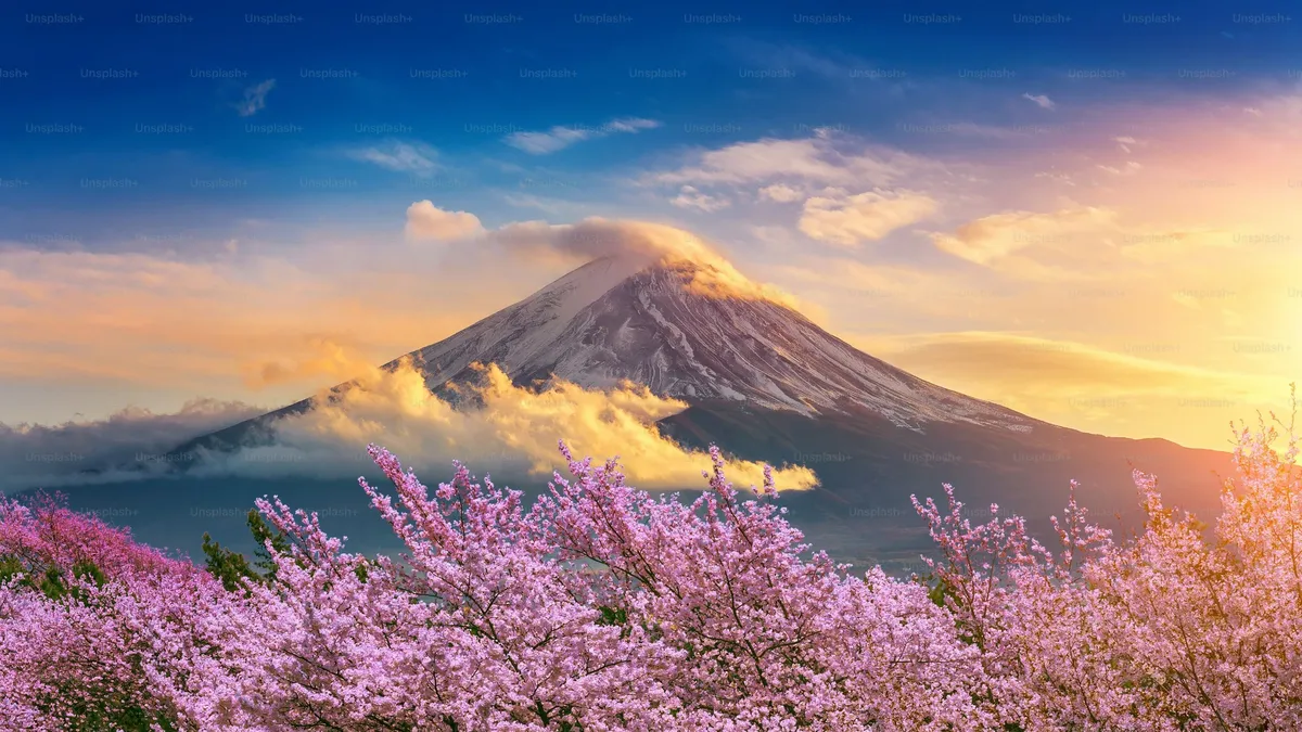 Mount Fuji at sunset behind a field of pink flowers