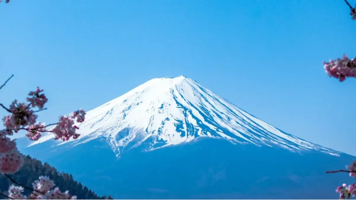 Mount Fuji framed by cherry blossom under a blue sky
