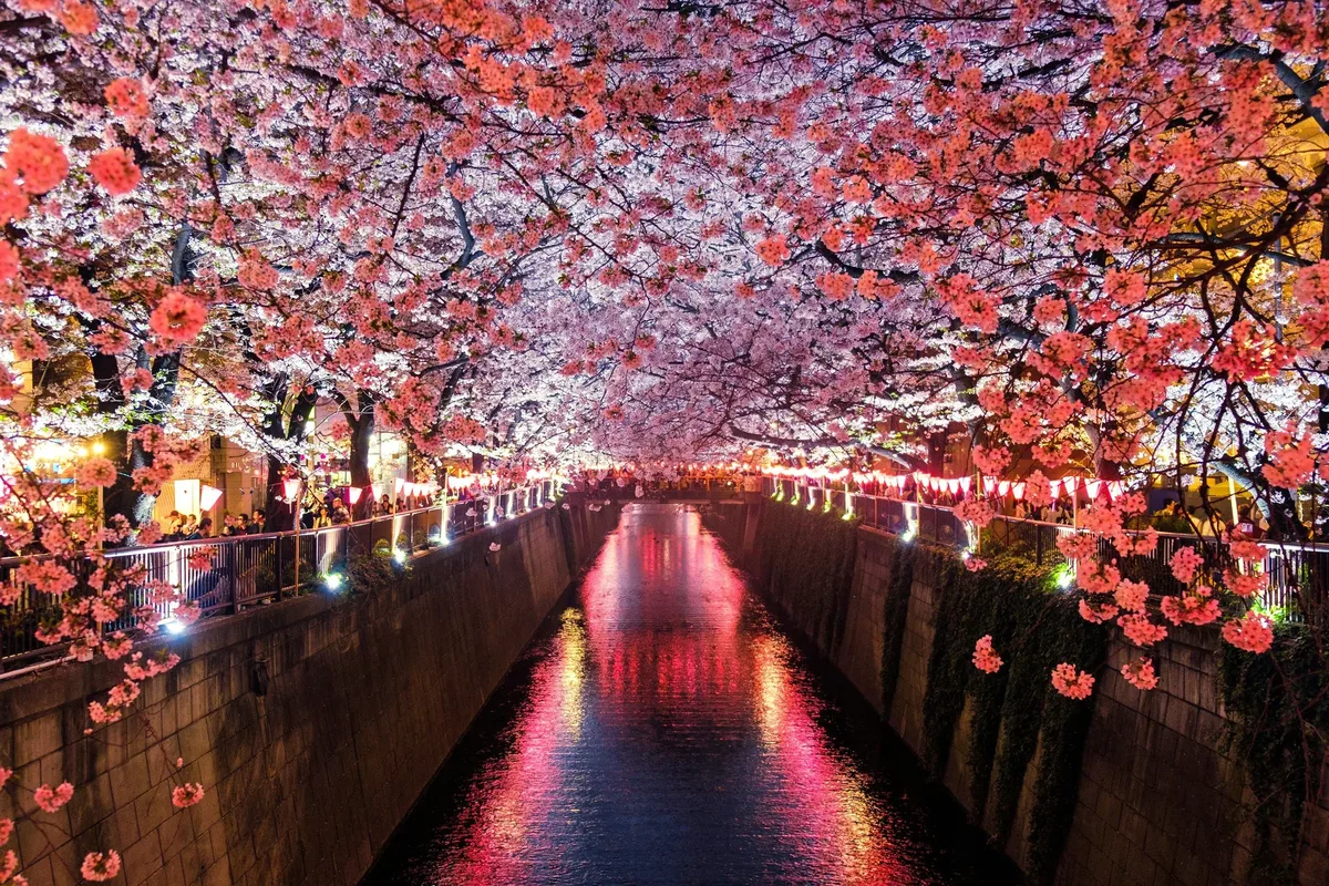 Cherry blossom over a lantern-lit canal in Tokyo at night