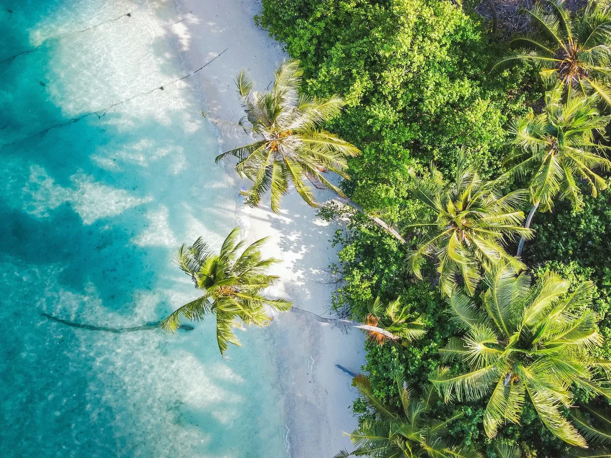 Palm trees over white sand and clear blue water, seen from above